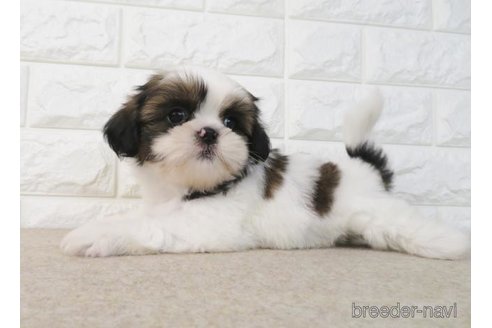 成約済の大阪府のシーズー-259839の1枚目