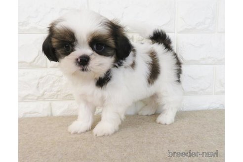 成約済の大阪府のシーズー-259839の5枚目