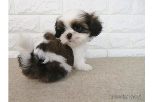 成約済の大阪府のシーズー-259839の6枚目