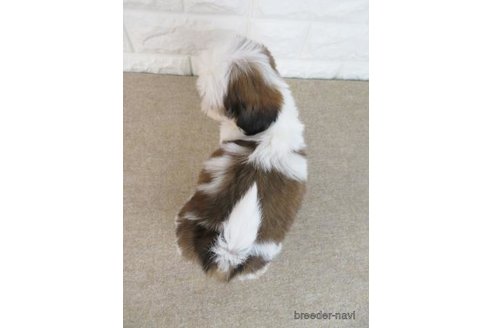 成約済の大阪府のシーズー-259844の2枚目