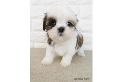 成約済の大阪府のシーズー-259844の3枚目