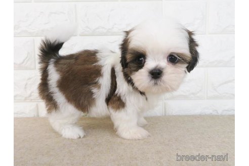 成約済の大阪府のシーズー-259844の4枚目