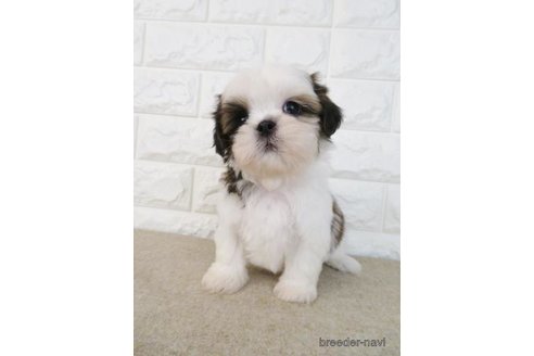 成約済の大阪府のシーズー-259844の5枚目