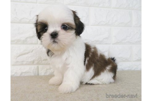 成約済の大阪府のシーズー-259844の1枚目