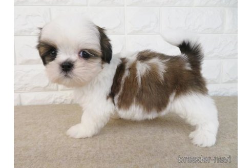 成約済の大阪府のシーズー-259844の6枚目