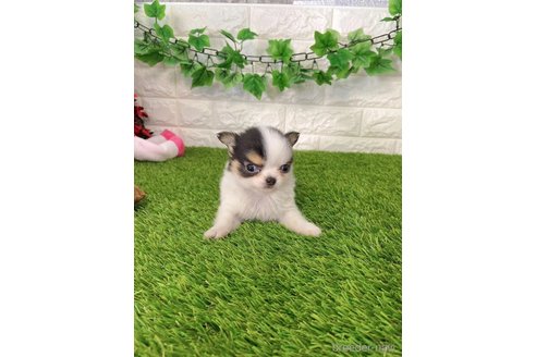 成約済の愛知県のチワワ(ロングコート)-259854の2枚目