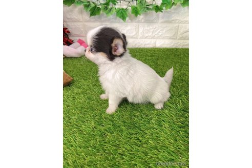 成約済の愛知県のチワワ(ロングコート)-259854の3枚目