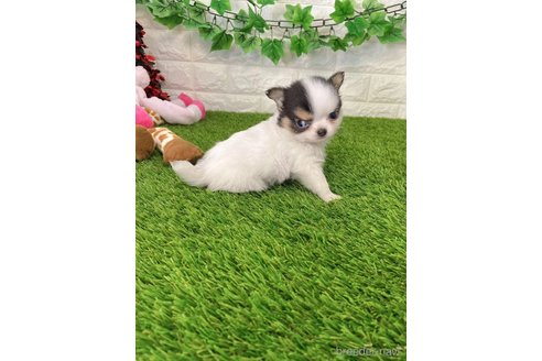 成約済の愛知県のチワワ(ロングコート)-259854の4枚目