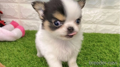 成約済の愛知県のチワワ(ロングコート)-259854の1枚目