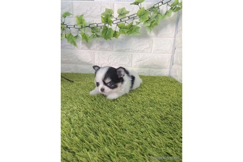 成約済の愛知県のチワワ(ロングコート)-259861の3枚目