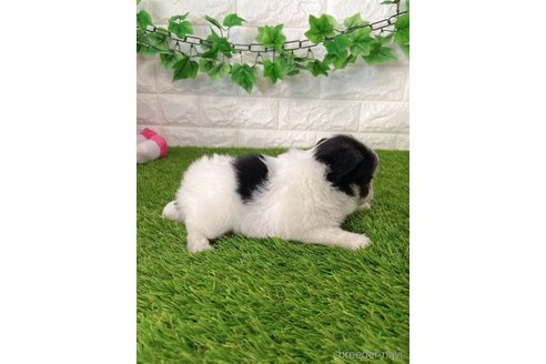 成約済の愛知県のチワワ(ロングコート)-259861の4枚目