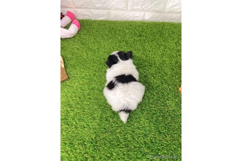 成約済の愛知県のチワワ(ロングコート)-259861の5枚目