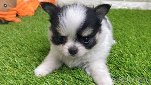 成約済の愛知県のチワワ(ロングコート)-259861の1枚目