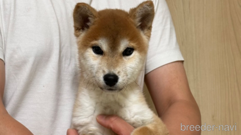 販売中の埼玉県の柴犬-226010