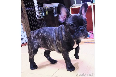 成約済の愛媛県のフレンチブルドッグ-250739の19枚目