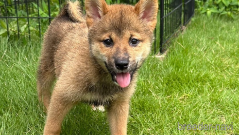 販売中の埼玉県の柴犬-249333の1枚目