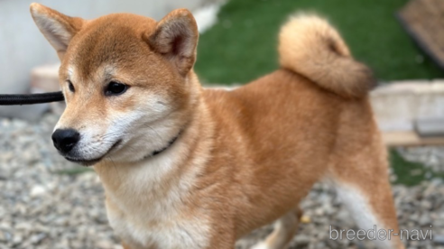 販売中の埼玉県の柴犬-259891