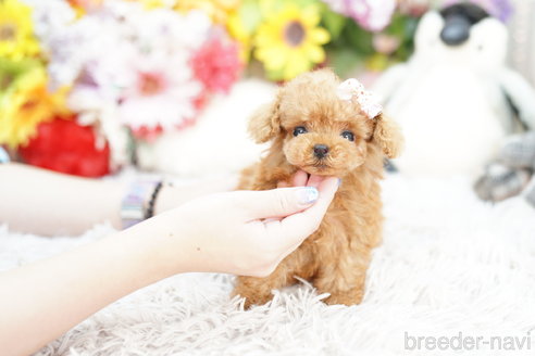 成約済の埼玉県のトイプードル-259905の5枚目