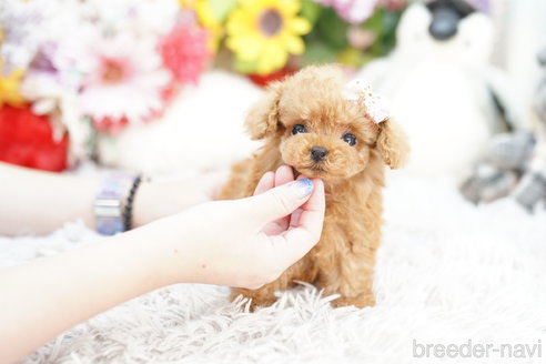 成約済の埼玉県のトイプードル-259905の4枚目