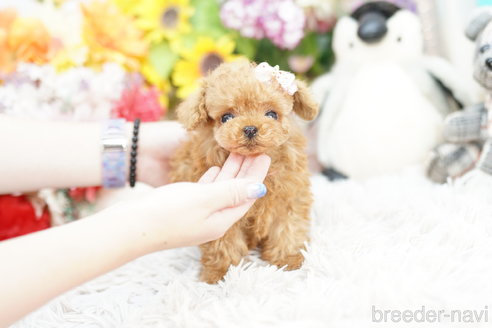 成約済の埼玉県のトイプードル-259905の3枚目