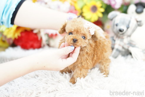 成約済の埼玉県のトイプードル-259905の2枚目