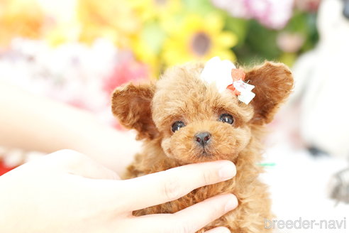 成約済の埼玉県のトイプードル-259908の5枚目