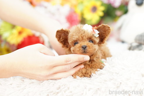 成約済の埼玉県のトイプードル-259908の4枚目