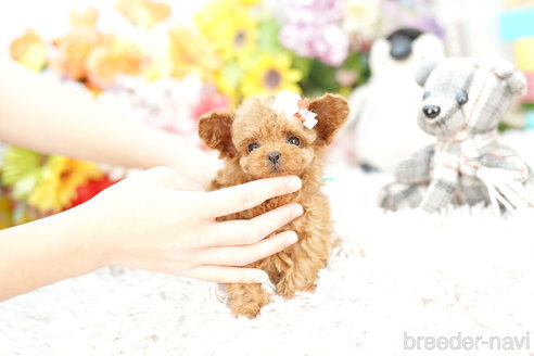 成約済の埼玉県のトイプードル-259908の3枚目