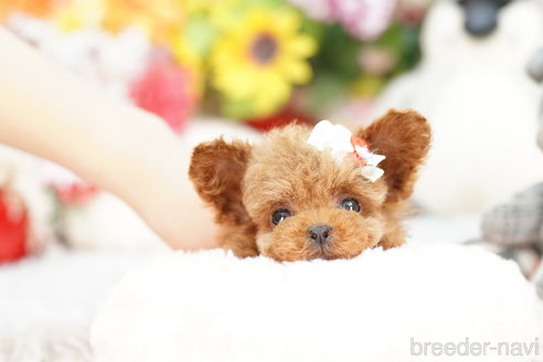 成約済の埼玉県のトイプードル-259908の2枚目