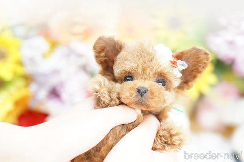 成約済の埼玉県のトイプードル-259908