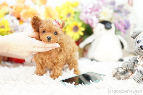 成約済の埼玉県のトイプードル-259912の7枚目