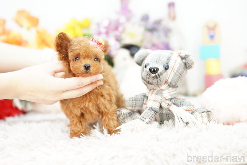 成約済の埼玉県のトイプードル-259912の5枚目