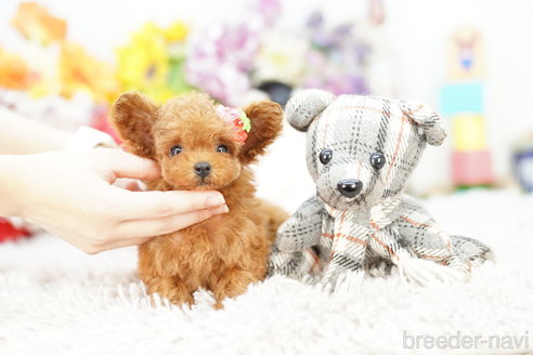 成約済の埼玉県のトイプードル-259912の4枚目