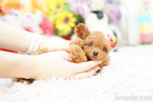 成約済の埼玉県のトイプードル-259912の3枚目