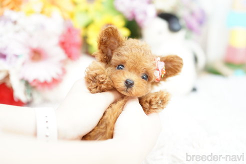 成約済の埼玉県のトイプードル-259912