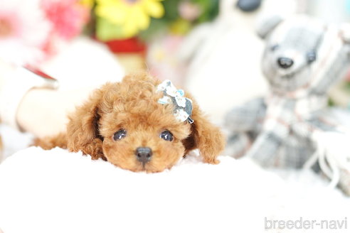 成約済の埼玉県のトイプードル-259921の4枚目