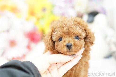 成約済の埼玉県のトイプードル-259921の3枚目
