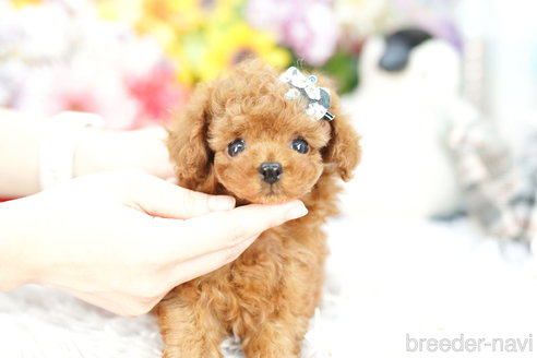 成約済の埼玉県のトイプードル-259921