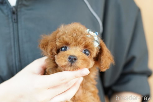 成約済の埼玉県のトイプードル-259924の4枚目