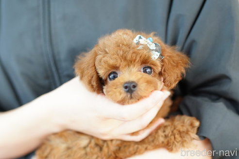 成約済の埼玉県のトイプードル-259924の3枚目