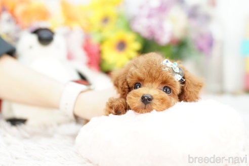 成約済の埼玉県のトイプードル-259924の2枚目