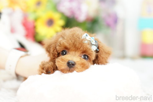 成約済の埼玉県のトイプードル-259924の1枚目