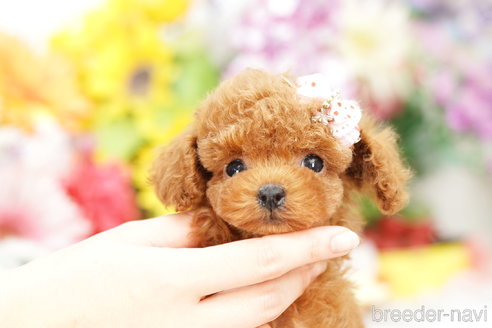 成約済の埼玉県のトイプードル-259929の4枚目