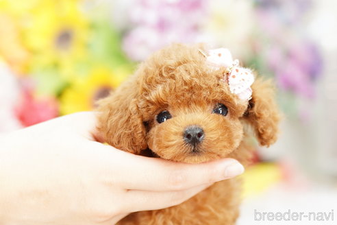 成約済の埼玉県のトイプードル-259929の3枚目