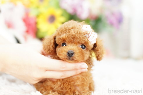 成約済の埼玉県のトイプードル-259929の2枚目