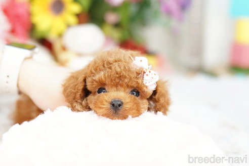 成約済の埼玉県のトイプードル-259929の1枚目