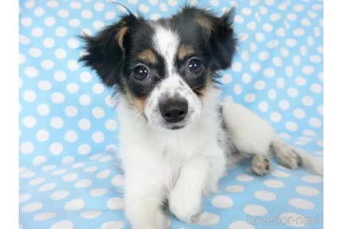 成約済の千葉県のミックス犬-244539の5枚目