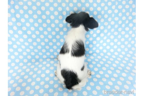 成約済の千葉県のミックス犬-244539の3枚目