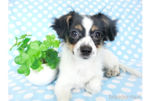 成約済の千葉県のミックス犬-244539の2枚目