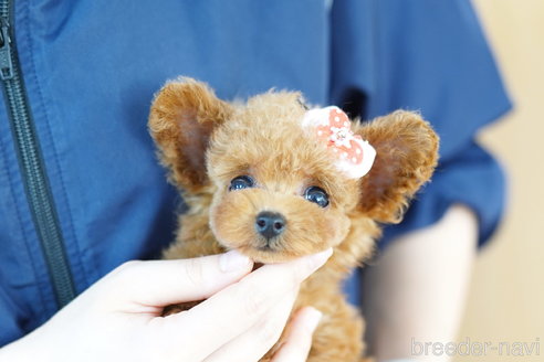 成約済の埼玉県のトイプードル-259935の4枚目